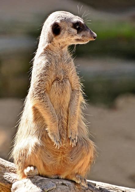 Premium Photo Close Up Of A Meerkat Standing Guard