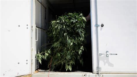 Police Seize Cannabis Plants From Crop House Near Shepparton Shepparton News