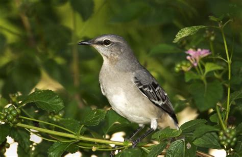 Northern Mockingbird Owen Deutsch Photography