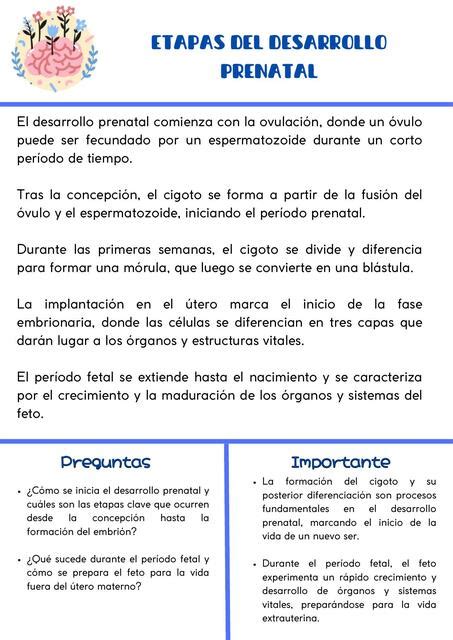 Etapas Del Desarrollo Prenatal Plantillas UDocz