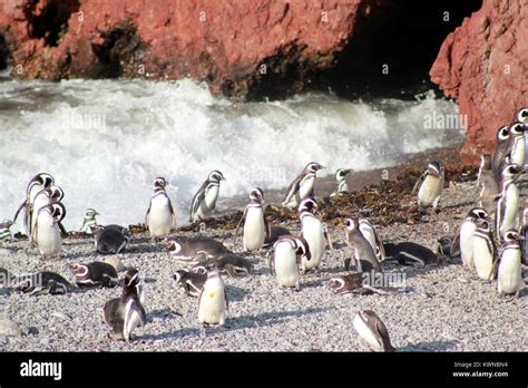 Blue Fairy Penguin Hi Res Stock Photography And Images Alamy