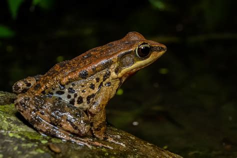 Banco De Imagens Animais Selvagens R Sapo Anf Bio Fauna Sapo De