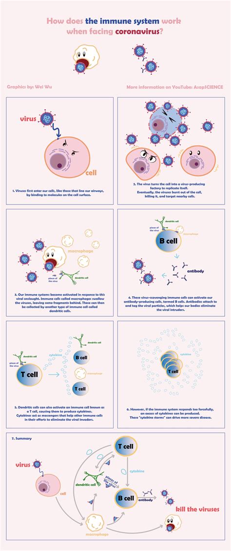 Immune Response To Viral Infection Science In The News