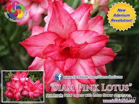 Взрослый сортовой адениум купить в Москве | Товары для дома и дачи | Авито