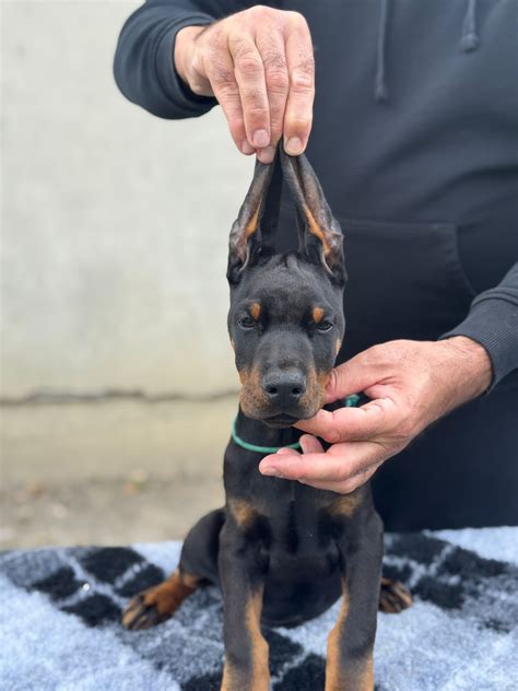 Introducing the Majestic European Doberman Litter A of 2025: Unveiling