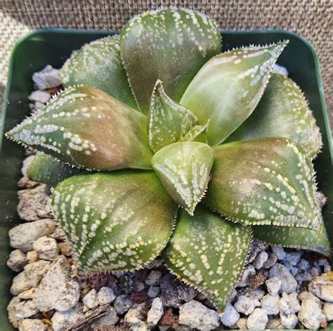 haworthia magnifica var splendens  rose  succulent growing