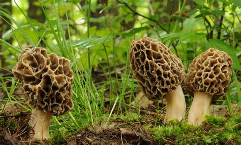 Where to Find Morel Mushrooms
