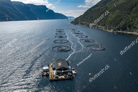 Farm salmon fishing in Norway. Norway is the biggest producer of farmed ...