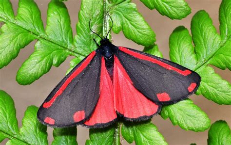 Cinnabar Moth Motcombe Dorset Butterflies