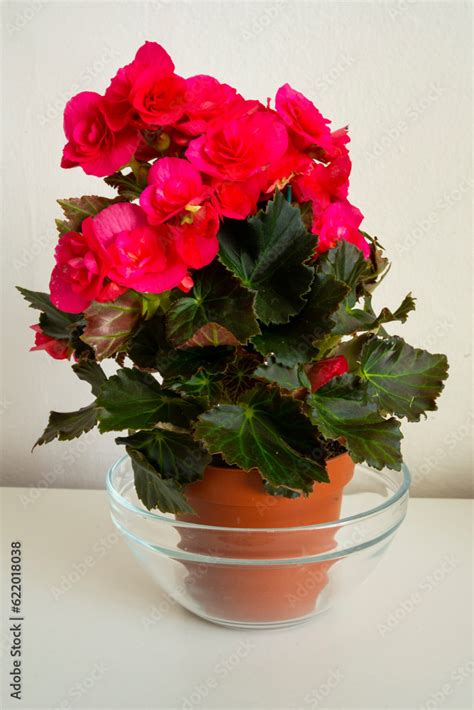 Begonia Solenia Red Orange Flowers In The Room It Is A Genus Of