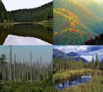 Floresta Temperada Europa - Estacoes De Floresta Decidua Temperada