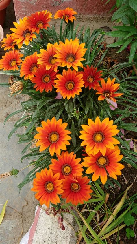 Gazania African Daisy Gazania Rigens Beautiful Flowers Pictures