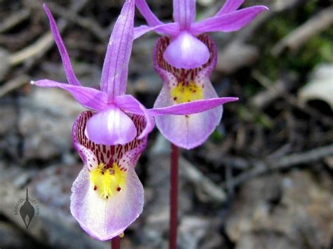 AboutOrchids » Blog Archive » The Deceptive Ways of the Calypso Orchid