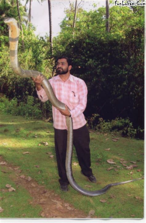 Animals World: Amazing king cobra