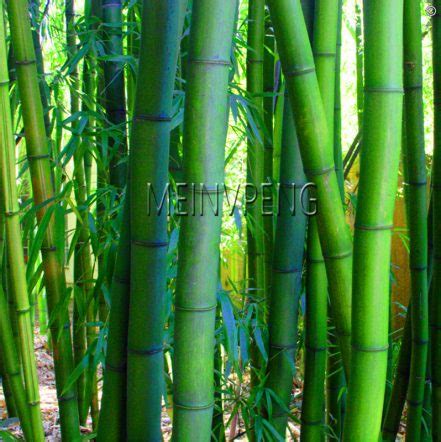 Moso Bamboo Seeds For Diy Landscaping Bestseedsonline Free