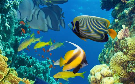 Fische Rotes Meer 5
