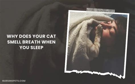 Why Do Cats Smell Your Breath 10 Reasons Nursing Pets