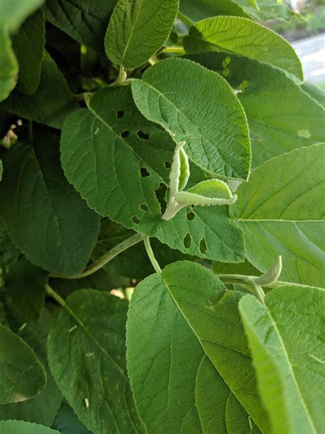 New growth through a caterpillar-eaten leaf : r/mildlyinteresting