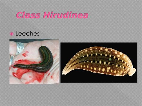 phylum platyhelminthes powerpoint