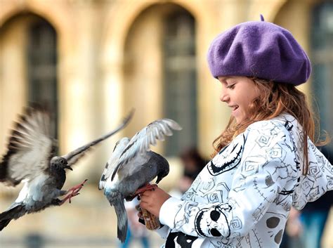 Голуби: описание птицы, места обитания, естественные враги