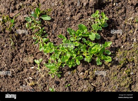 Stellaria Media Stem And Leaf Chickweed Stock Photo Alamy