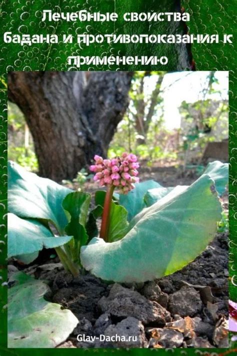 лечебные свойства бадана | Целебные травы, Лекарственные растения ...