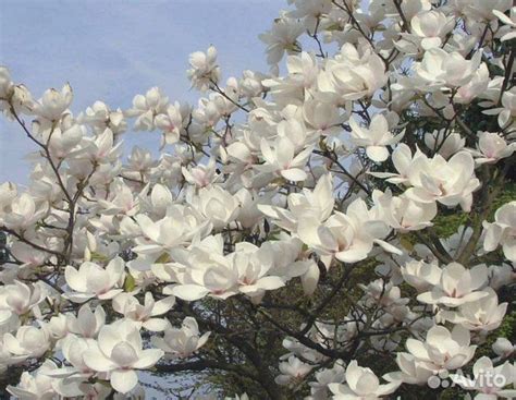 Магнолия Альба Суперба купить в Санкт-Петербурге | Товары для дома и ...