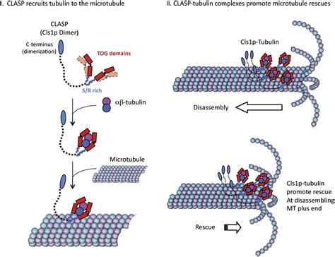 CLASP Promotes Microtubule Rescue By Recruiting Tubulin Dimers To The