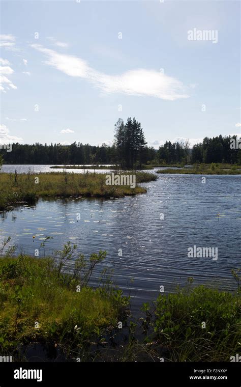 swedish nature  res stock photography  images alamy