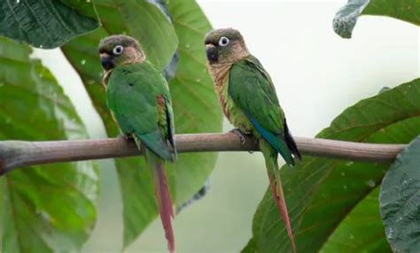 Turquoise Green Cheek Conure: Appearance, Diet, Traits, etc - Your Pet Planet