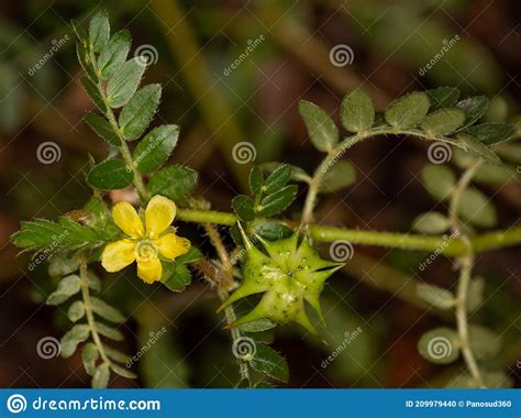 Macro Photography Of A Wild Flower Tribulus Terrestris Stock Photo