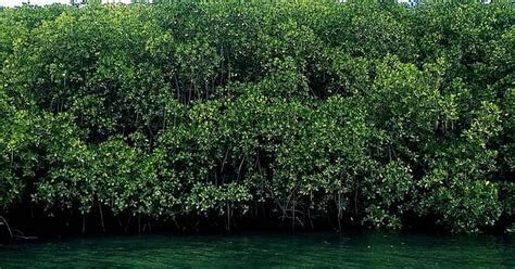 Mangroves Nusa Lembongan Indonesia Imgur