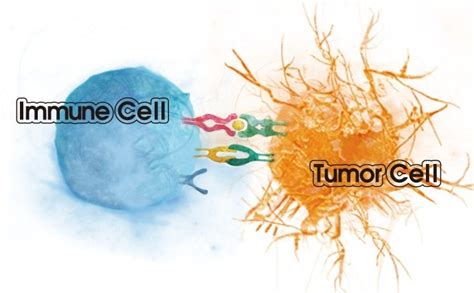 Tumor Immunology Ask Hematologist Understand Hematology