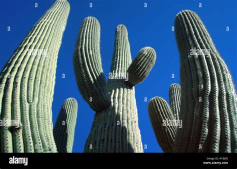 Saguaro Cactus Carnegiea Gigantea Cereus Giganteus Against Blue Sky Worms Eye View Usa