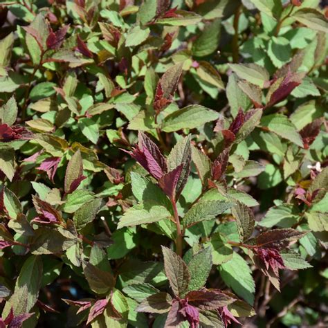 Double Play Artisan Spirea | Indy Plants