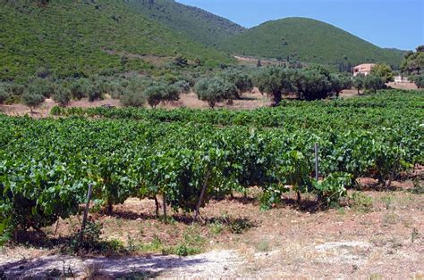 Enjoy wine tasting in Zante (Zakynthos) | Discover Greece