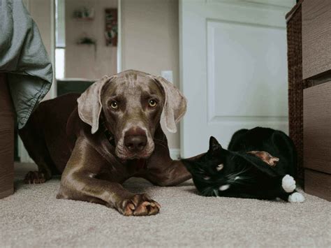 dogs eat cat food  harmful side effects learn  pet