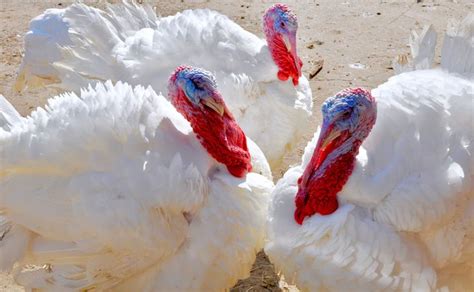 Learn How To Choose Turkey Breeds To Raise On A Small Farm Turkey