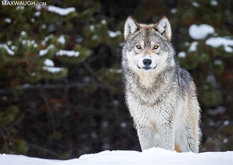 Grey Wolf Photography