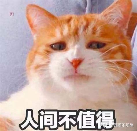 “养久”的猫别送走，这些后果，你难以忍受！ 知乎