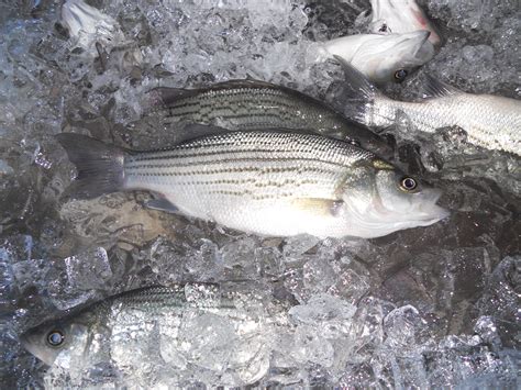 Striped Bass (Wild, Domesticated, and Hybrid) | NC State Extension
