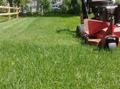 How Mycorrhizal Fungi Improve Lawn Growth Naturally - Boyers Lawn Care