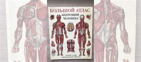 Большой атлас анатомии человека. Яркие иллюстрации... купить в Барнауле ...