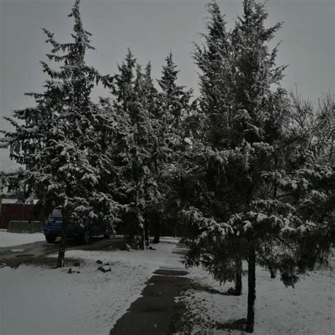 Деревья зимой