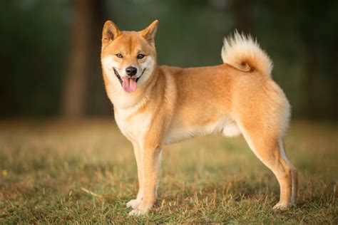 shiba inu zoocenapl