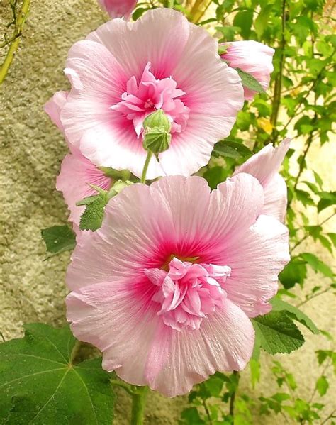 Extrem Porn Pictures XXX Photos Sex Images PICTOA