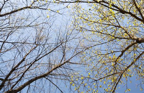 Dead Or Dormant Tree Why Your Trees Not Leafing Out This Spring