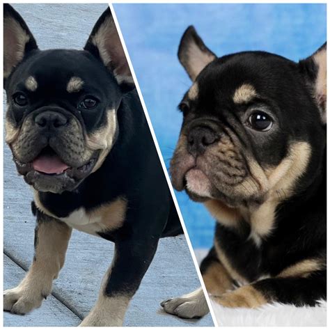 They grow up to fast! : r/lookatmydog