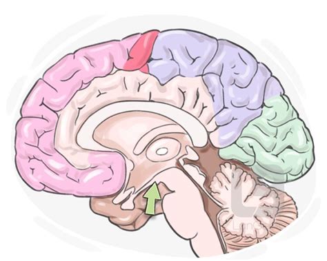 Definition And Meaning Of Mammillary Body Langeek