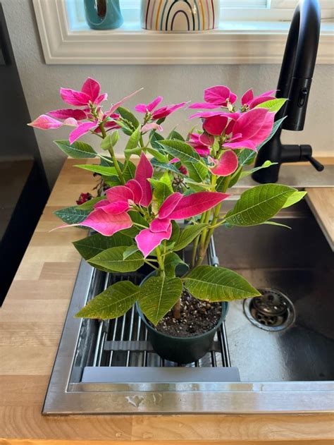 houseplant  pink leaves rplantidentification